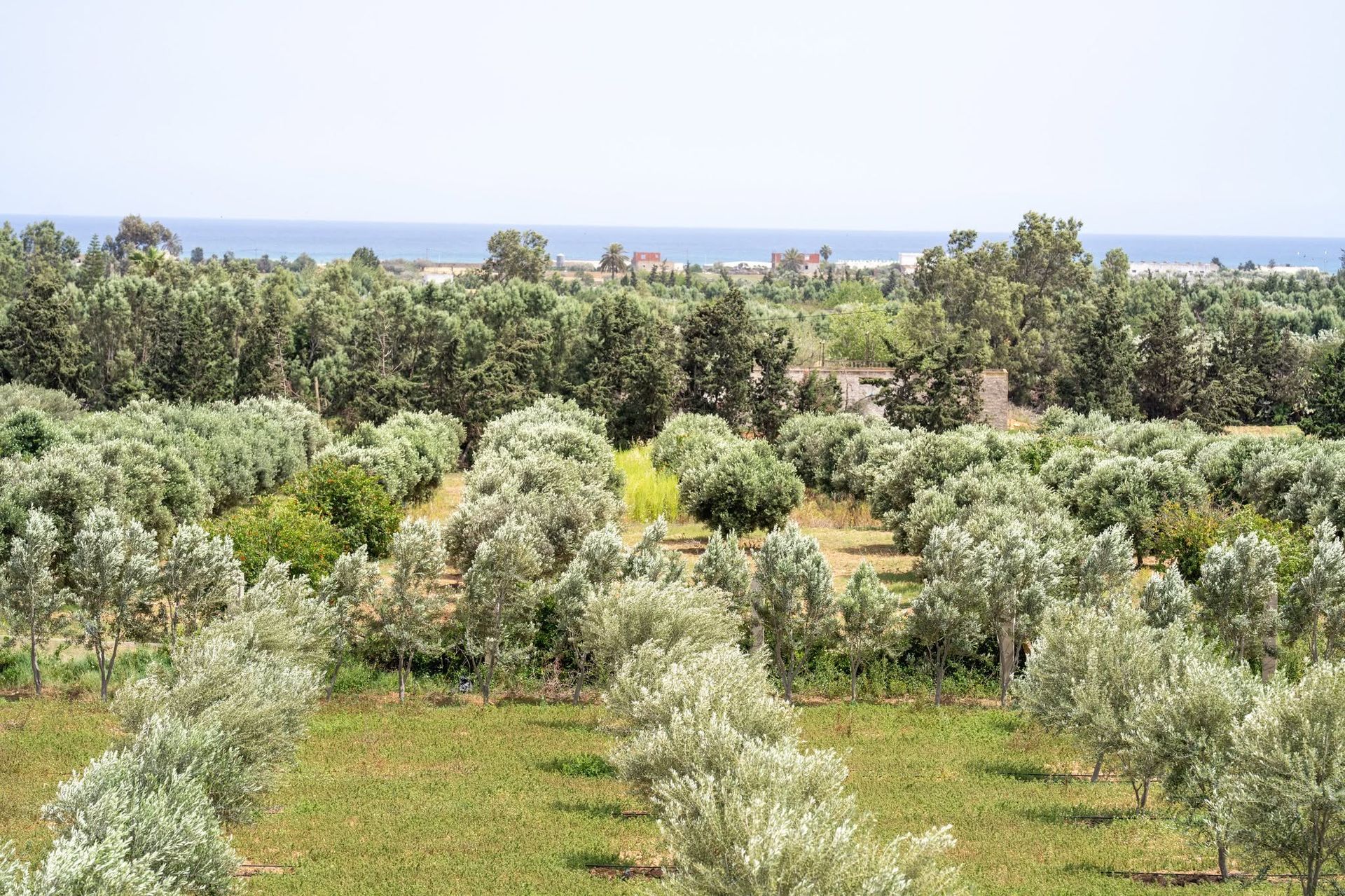 Oliveraie Koroneiki de la propriété Dar Aïcha avec vue panoramique sur la mer Méditerranée