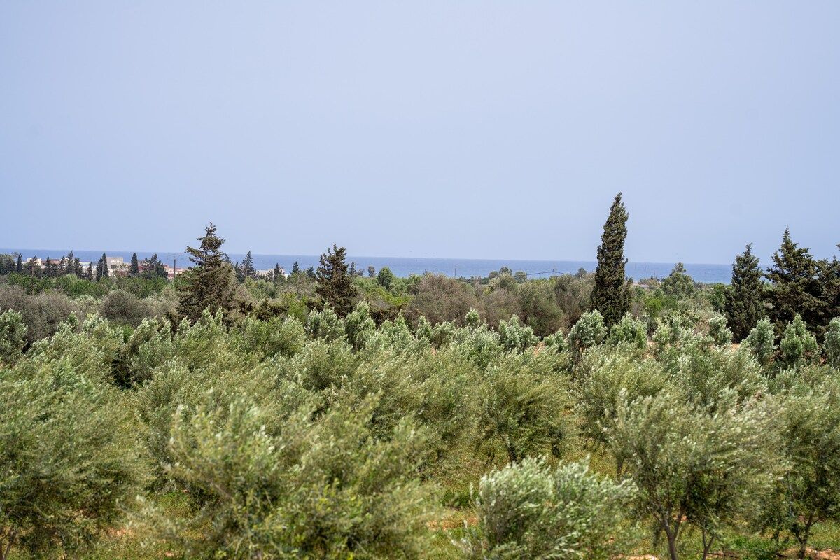 Jardin arrière de la propriété avec vue sur l'oliveraie et la côte